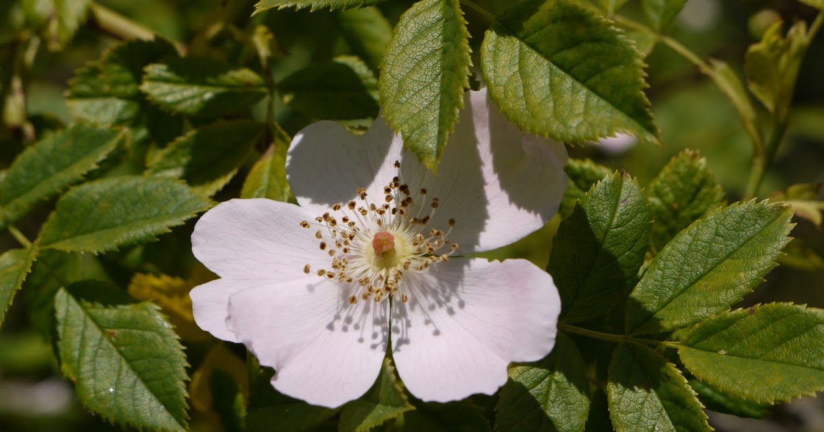 Moon Gazing Hare Different Types of Wild Rose Hips and My Garden Rose Hips