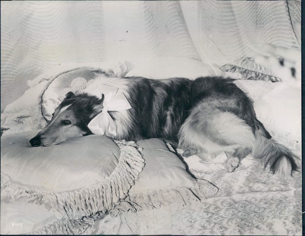 Pal In A Cheesecake Photo Collie Collie Dog Dogs