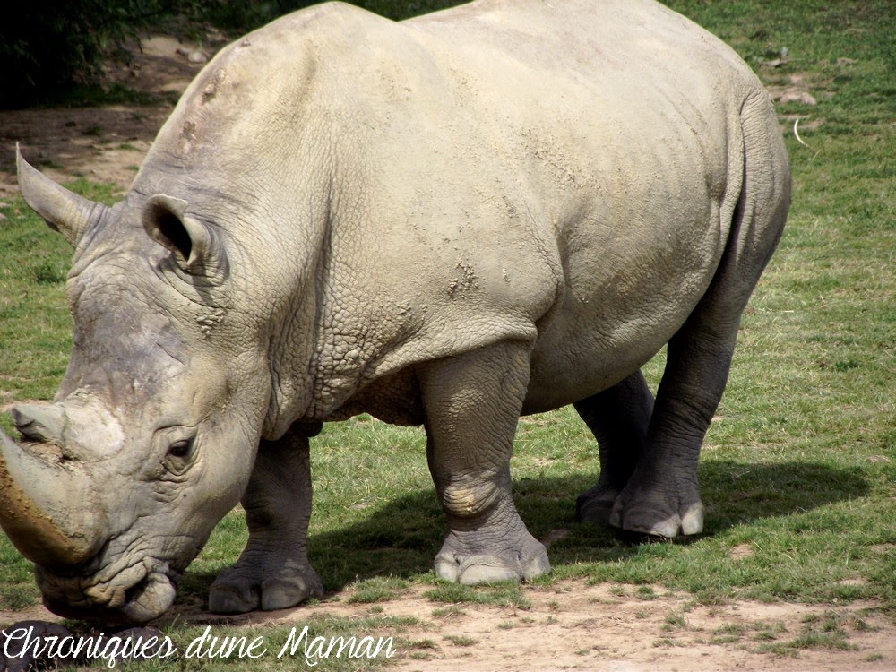 rencontre avec les dauphins planete sauvage