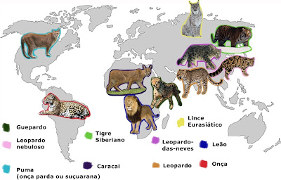os-maiores-felinos-do-mundo