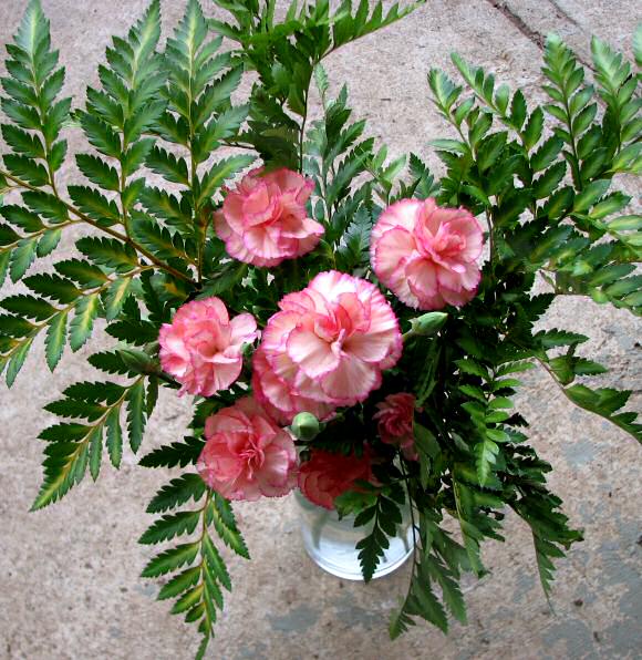 Foothills Fancies Clove Gillyflowers A Botanical Ramble