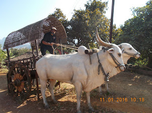 "Shivkalin Khedagaon"  Model Maratha Village. Driving a "Bullock-Cart" in the Village.