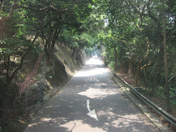 Jungle Road