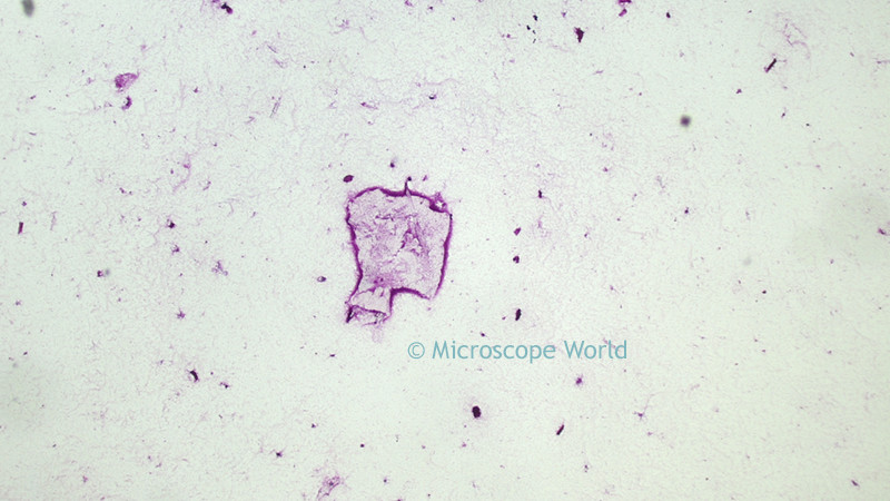 Microscope World Blog Rhodospirillum Rubrum Bacteria Under Microscope Microscope World Blog Rhodospirillum Rubrum Bacteria Under Microscope