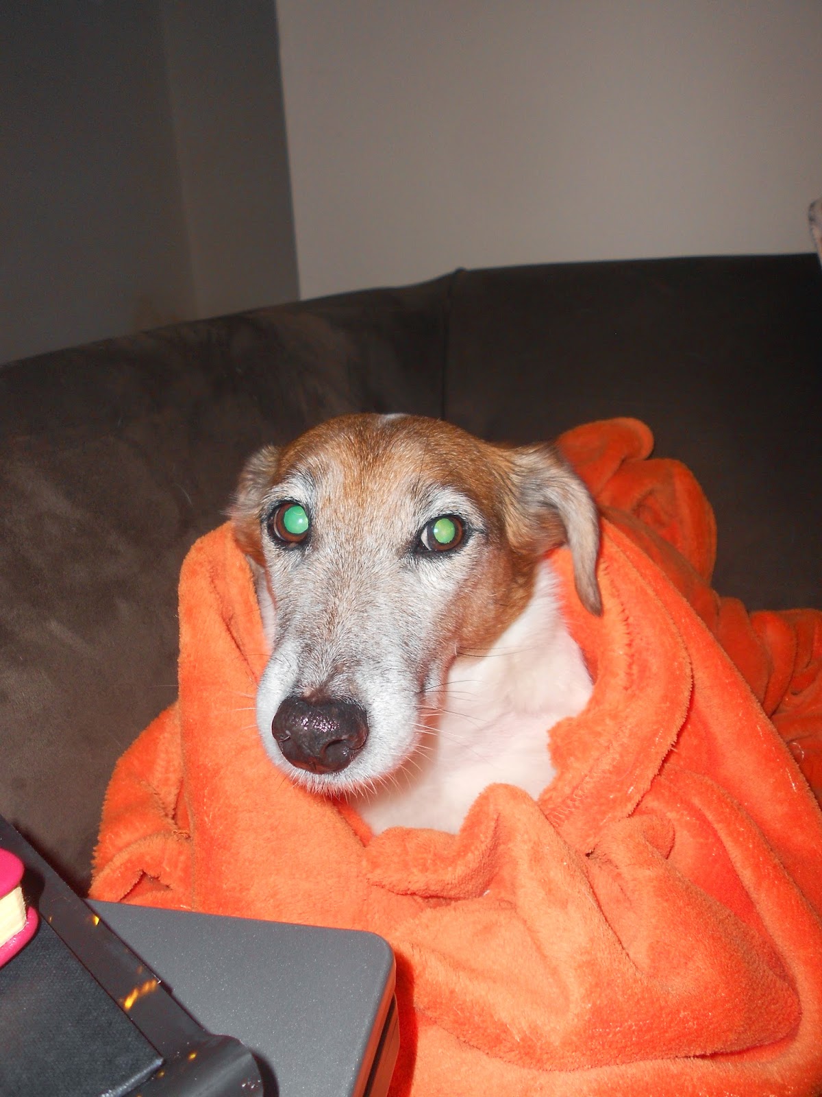 Dogs Trust Dogs Trust Loughborough Celebrate Your Pets (Part 1)