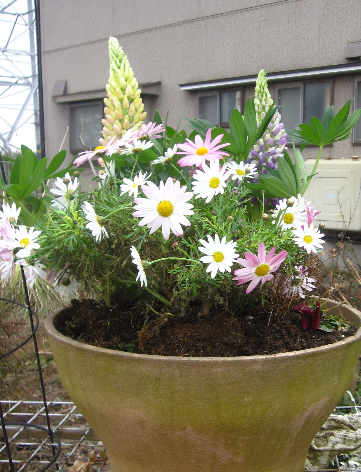 上石瀬自治会 ルピナス