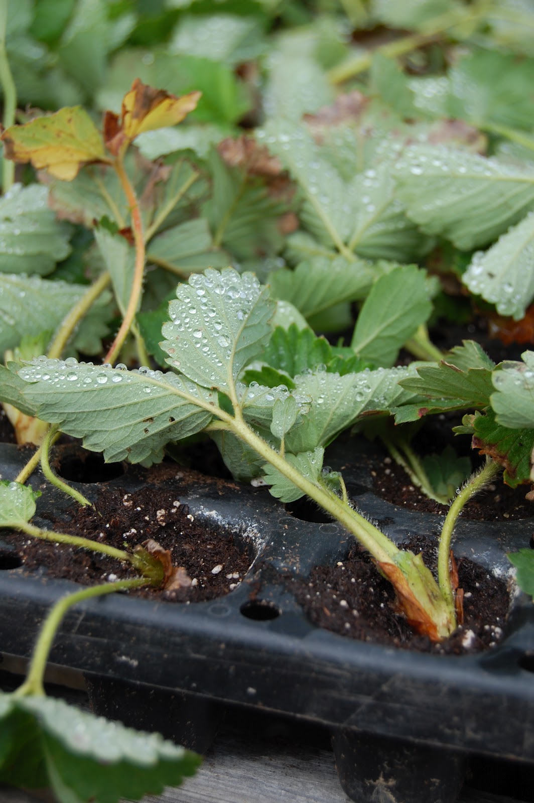 How Long To Grow Strawberries From Seed To Harvest - How Long Does It Take To Grow Strawberries Indoors