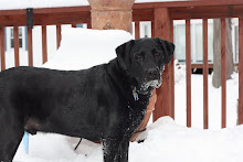 Harley our lazy Lab