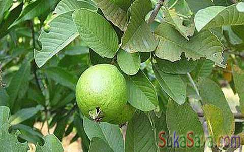 Manfaat Daun Jambu Biji Manfaat Daun Jambu Biji