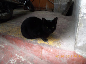 Spotted the elusive black cat near Bow Bazaar.