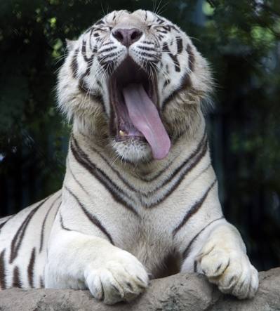 FOTO TIGRE BENGALA foto tigre bengala: