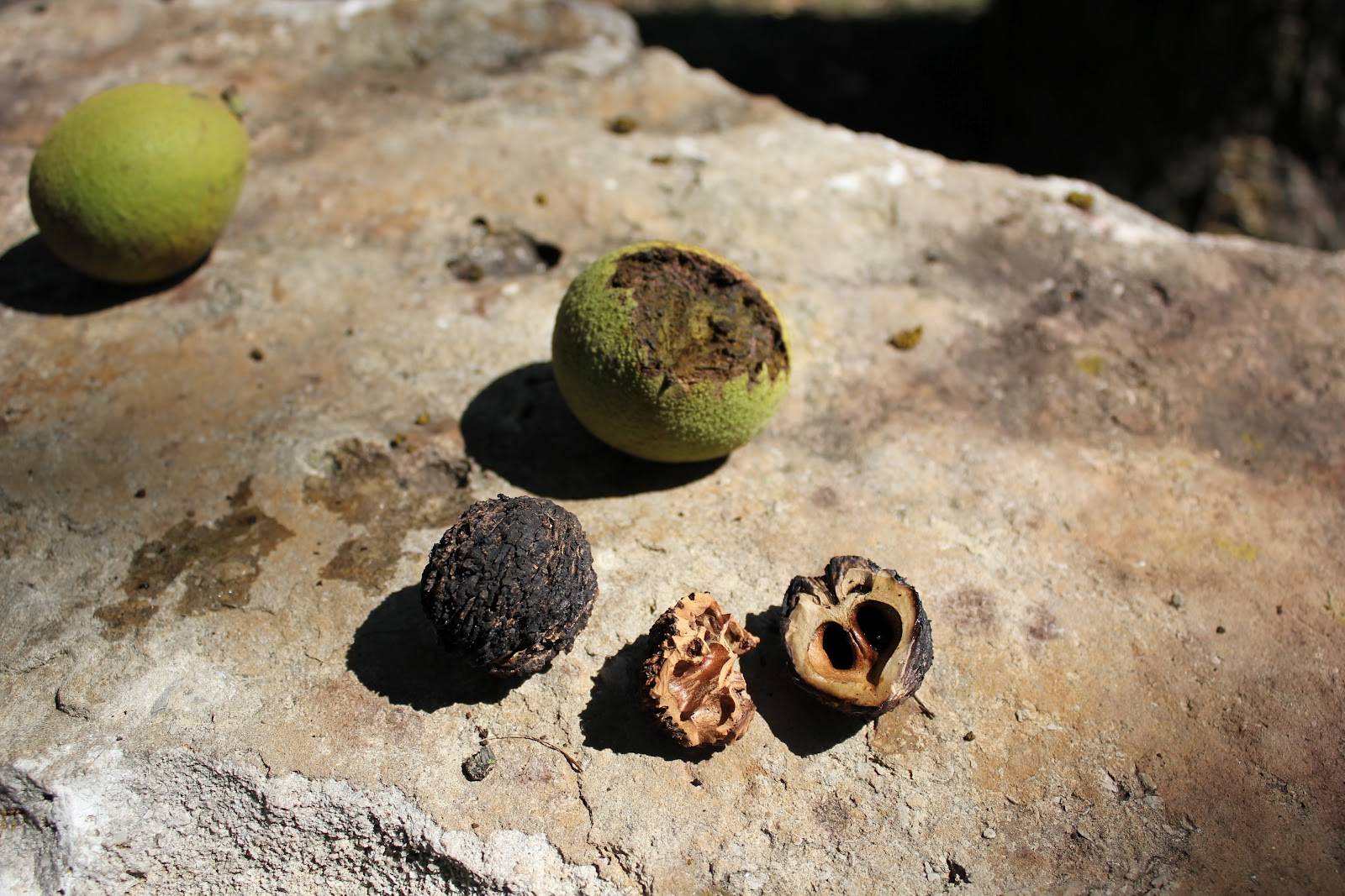 walnuts-hurt-tongue
