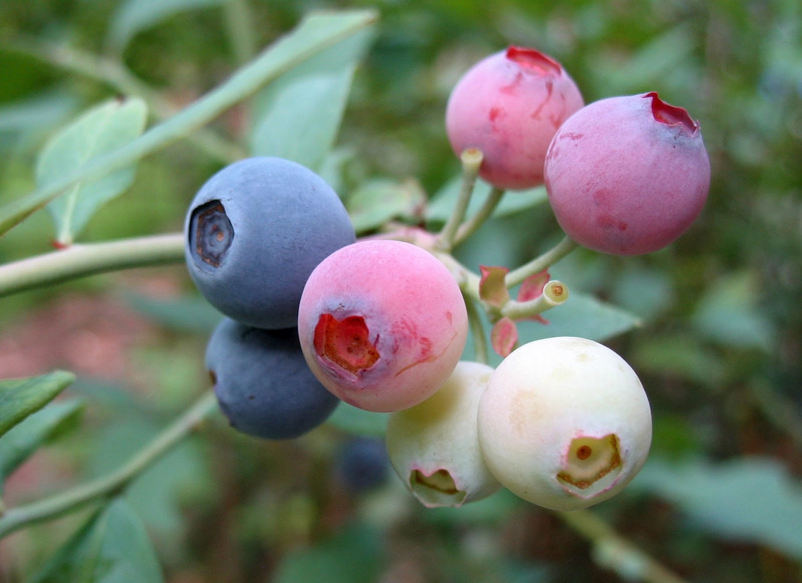 What does a blueberry flower look like