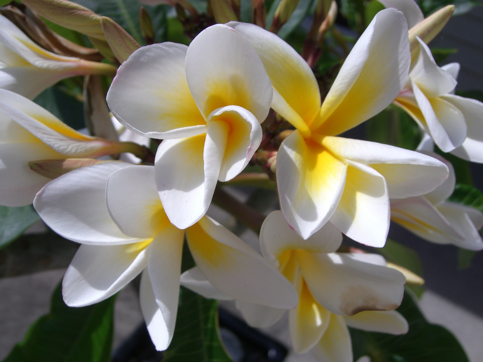 Dave’s Garden Caring for Frangipanis