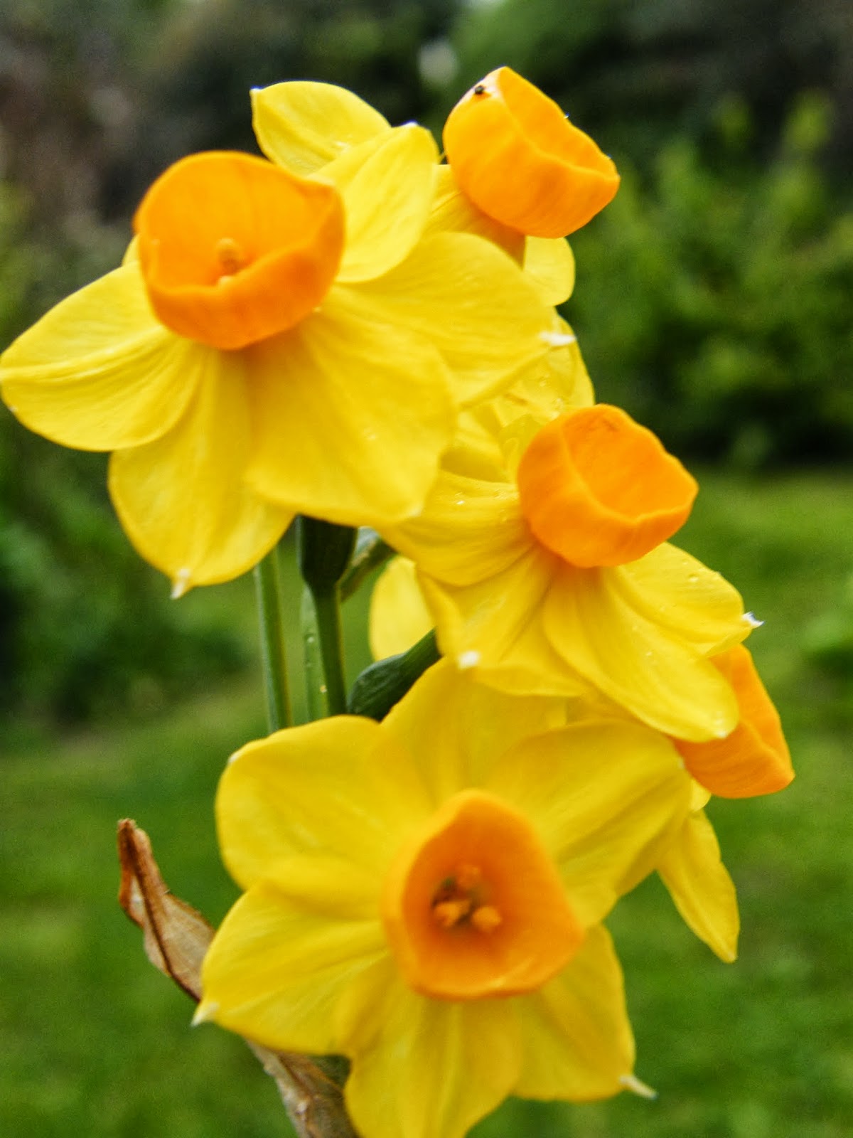 Window Lane Jonquil Perfume