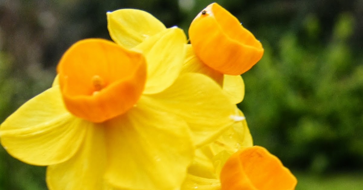 Window Lane Jonquil Perfume