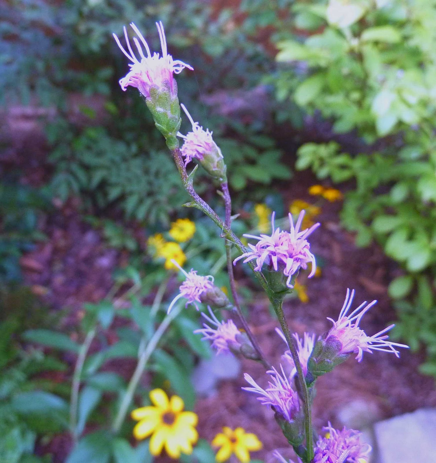 Using Native Plants Flowers of the Fall Roadside