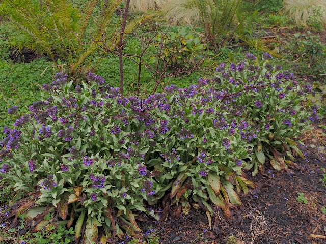Nadezda S Northern Garden Potentilla Or Kuril Tea