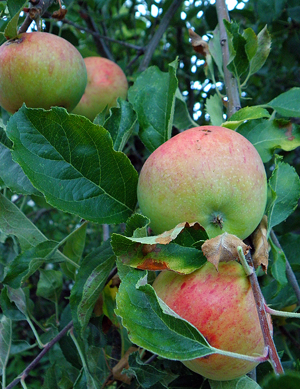 Seasonal Eating September Veggies and Recipes