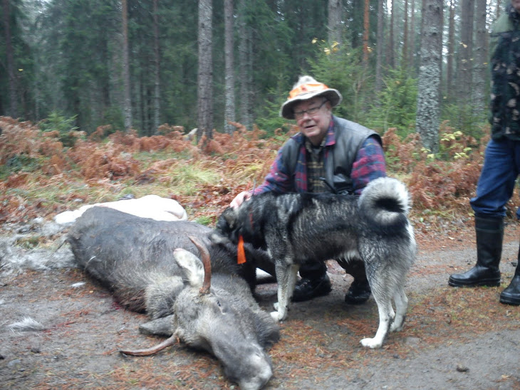 Sten-inge med ännu en älg skjuten för Astro