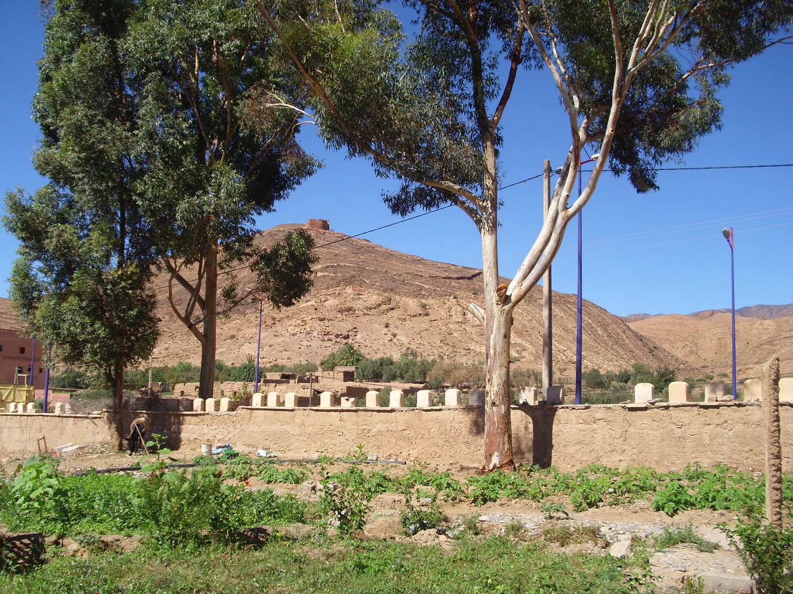 taroudant Taliouine Saffron