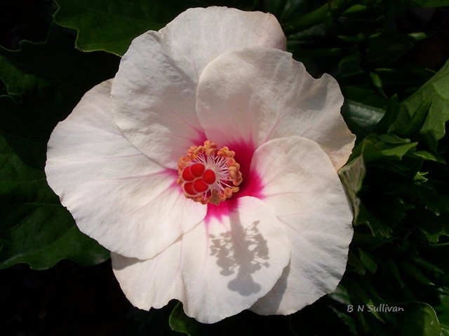 Cool Wind tropical hibiscus
