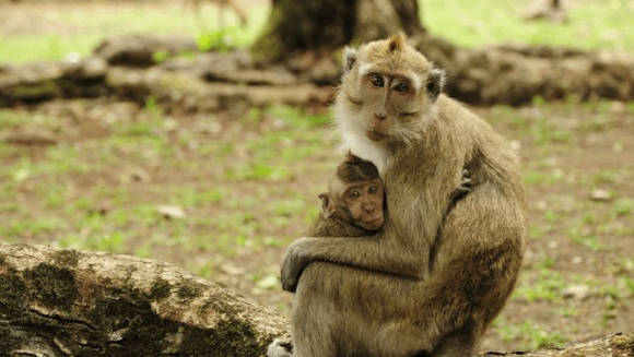 Monyet di Cagar Alam Pananjung Pangandaran (foto: Anton Marvin/fotokita.net)