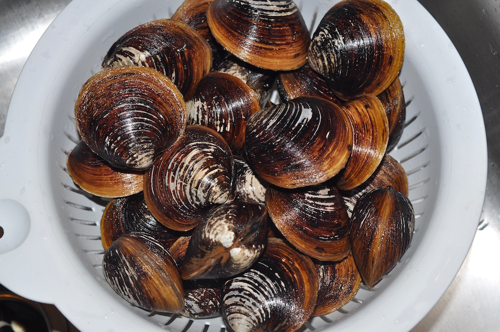 Mister Meatball Steamed clams quickie