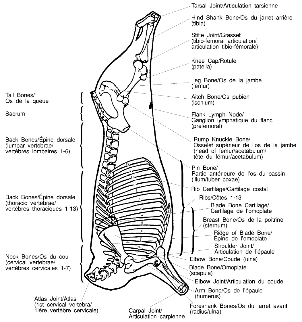 Beef Primals Chart