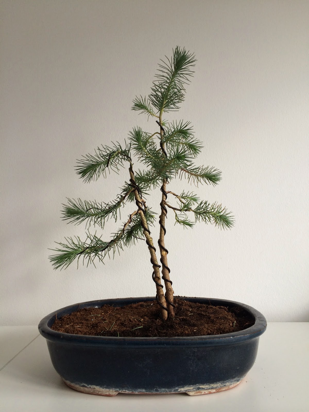 NORDIC NEBARI by Olsen Furture Bonsai Twin trunk pine bonsai