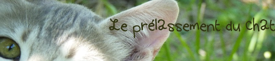 Le prélassement du chat