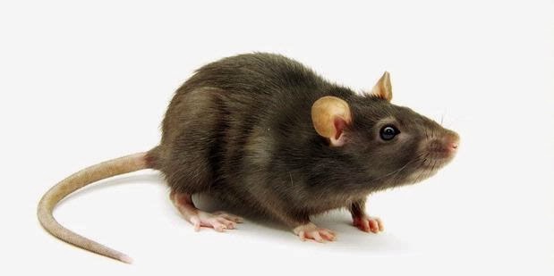 Bahaya Kencing Tikus 