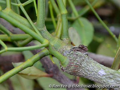 Leafless Mistletoe (Viscum articulatum)