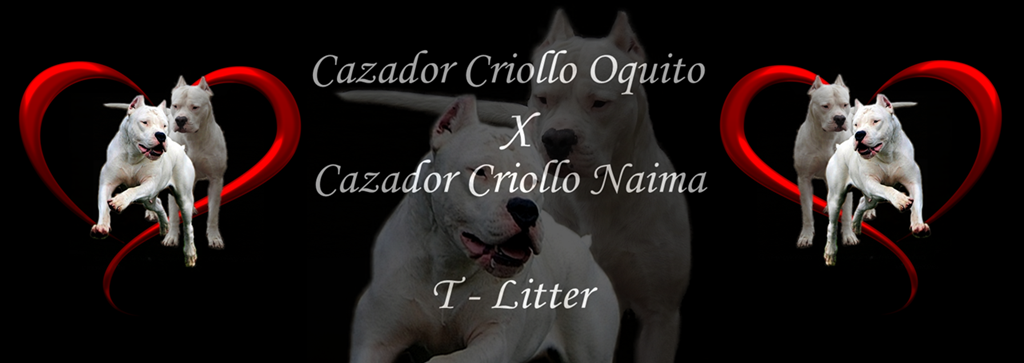 Cazador Criollo Puppies Oquito X Naima  T- Litter