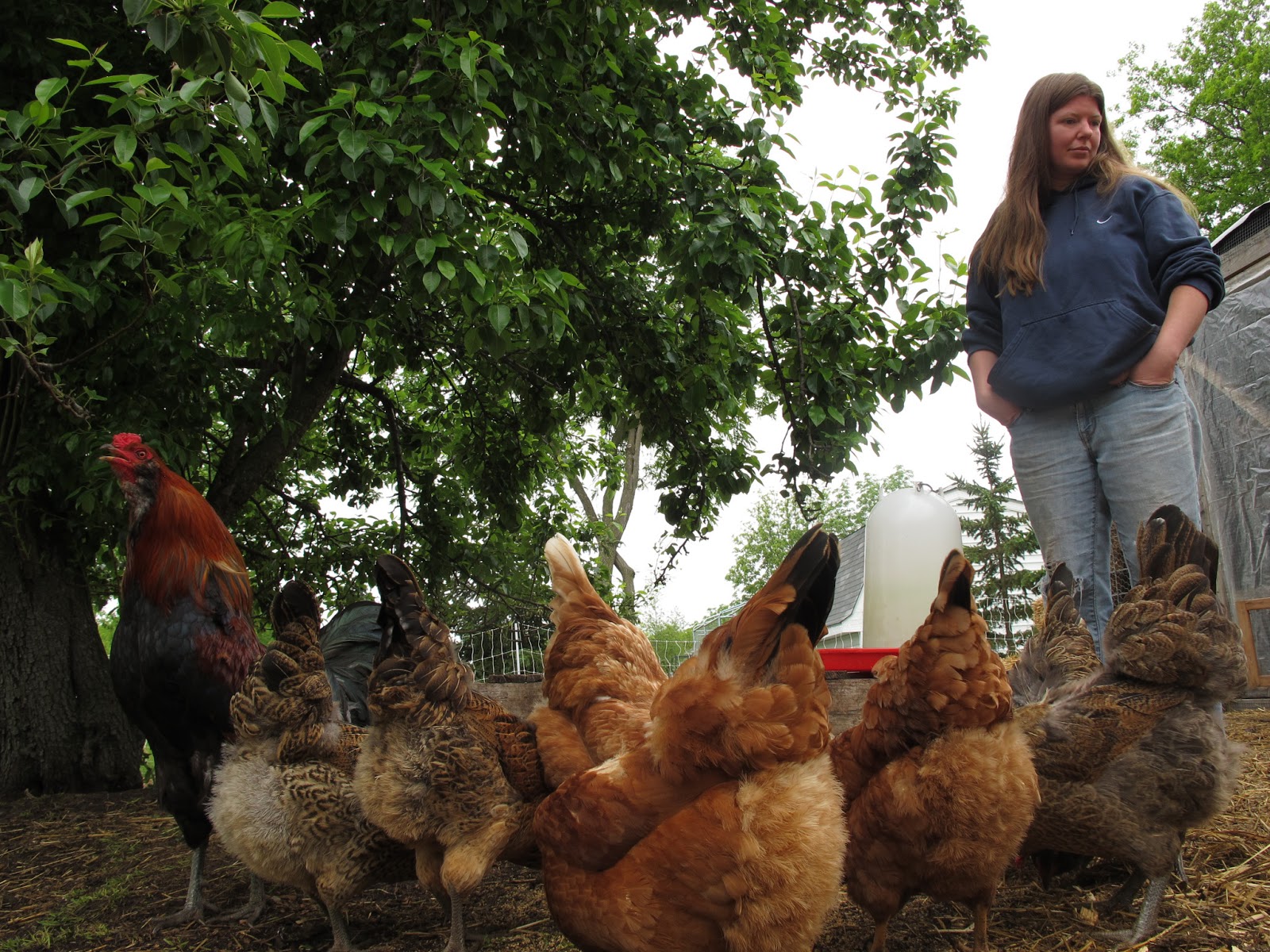 Joe's Garden Journal Food Forest/Chicken Paddock Update 6/11/13