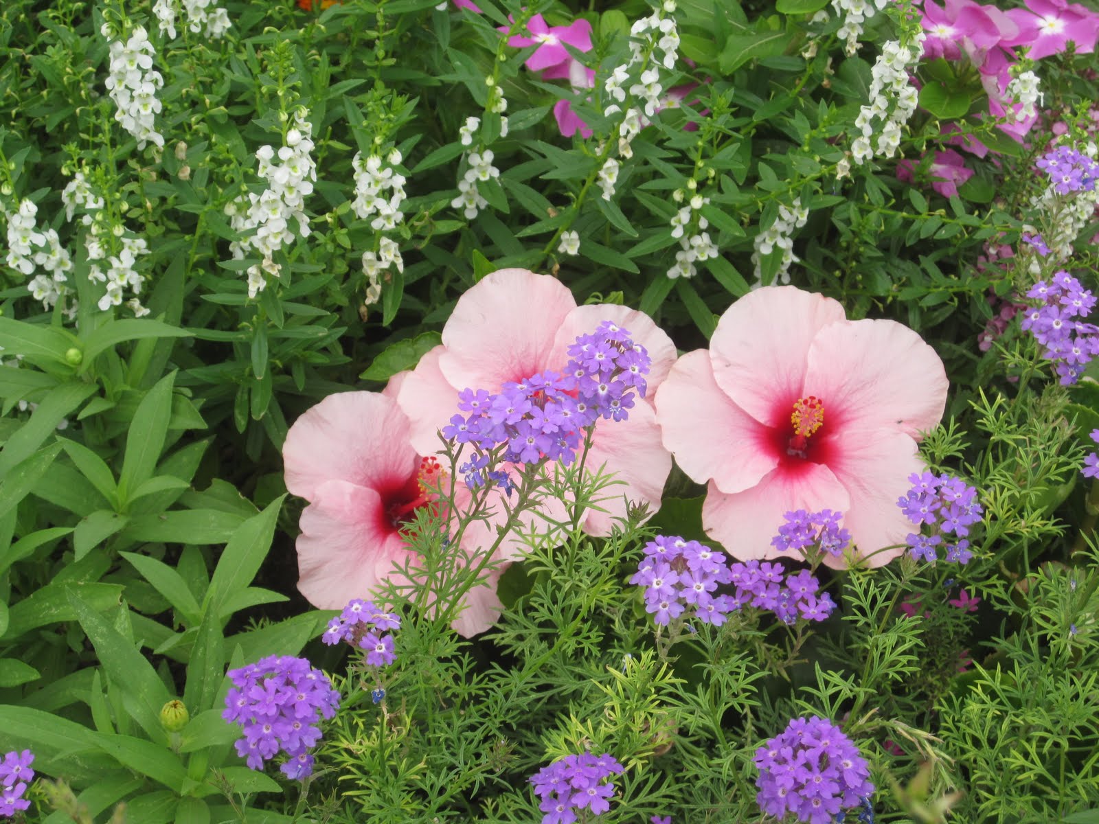 Flowering plants for houston information cathyshepherdot