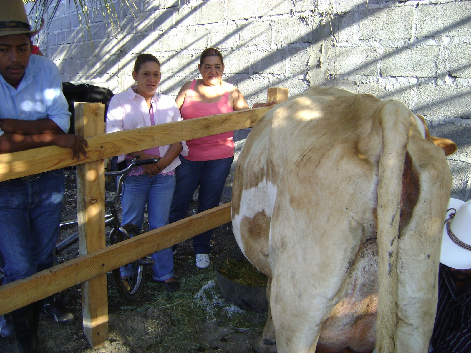 VICTORIA,YORO, HONDURAS. EXPOSICION DE GANADO DE FINCA LA GALERA.