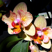 Orchid Daze Atlanta Botanical Garden