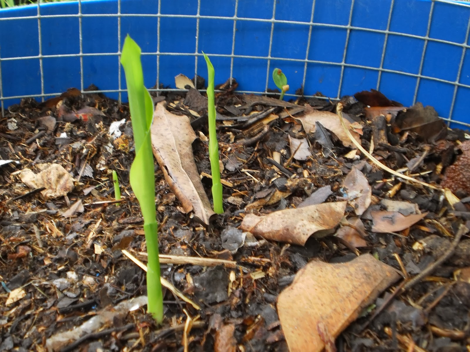 Growing edible ginger plants in Brisbane for beginners!