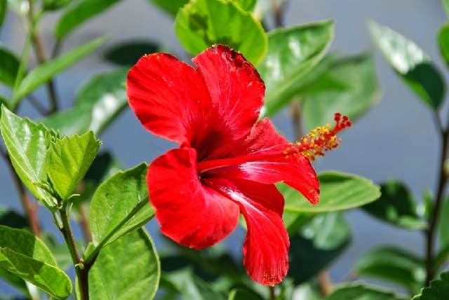 Tanaman Bunga Sepatu Berwarna Merah Berdaun Besar Mmbb Informasi Seputar Tanaman Hias