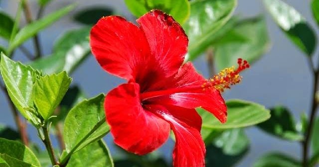 Taman Bunga Bunga Sepatu Dan Manfaatnya