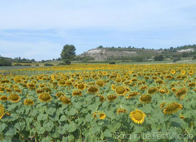 Sunflowers of Provence