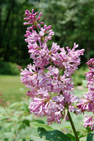 Vintage Grace Miss Kim Lilacs