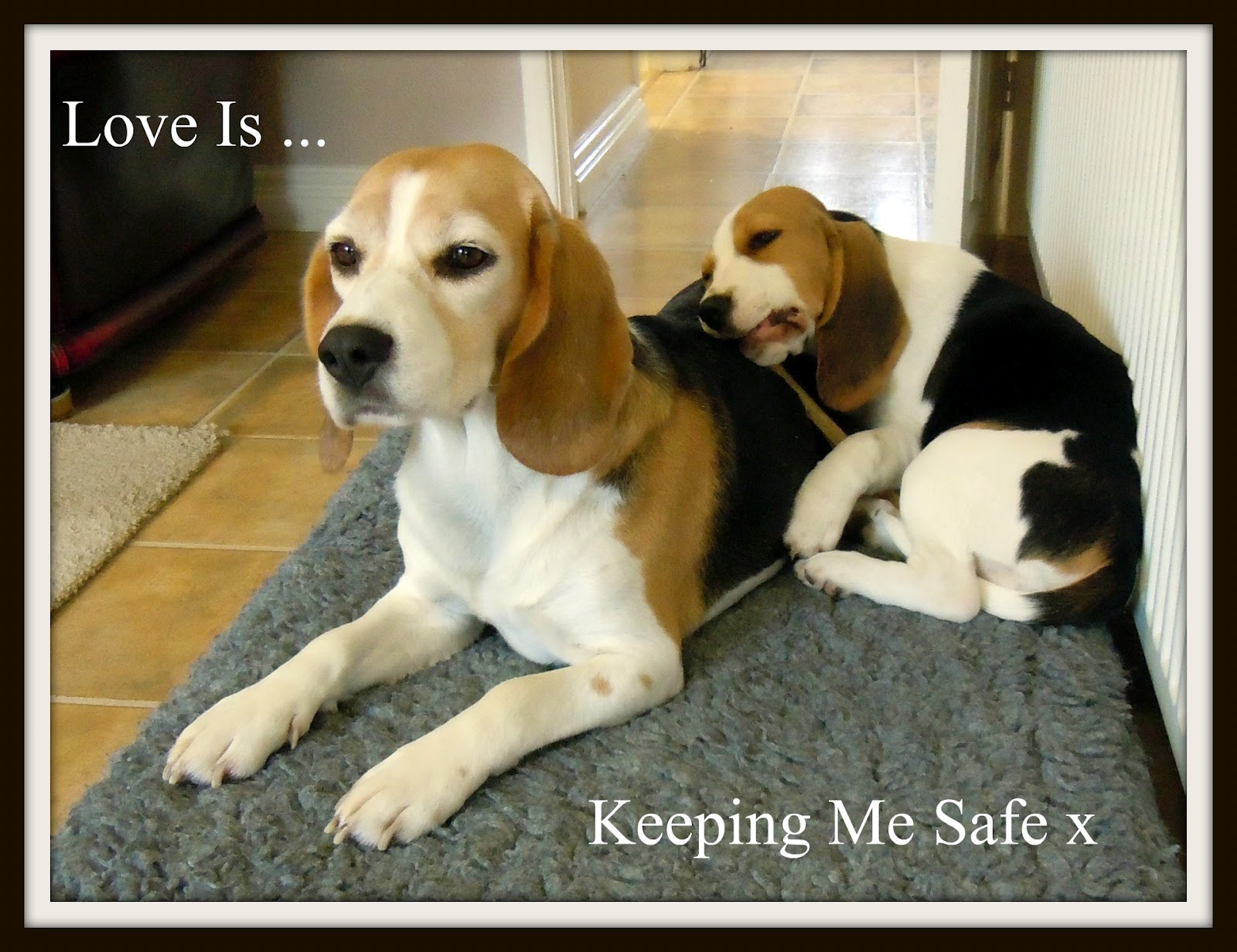 Fun Quotes About Beagles. QuotesGram