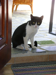 Nimetön kissa Espanjassa