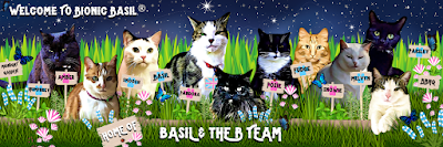 Bionic Basil® home of Basil and The B Team