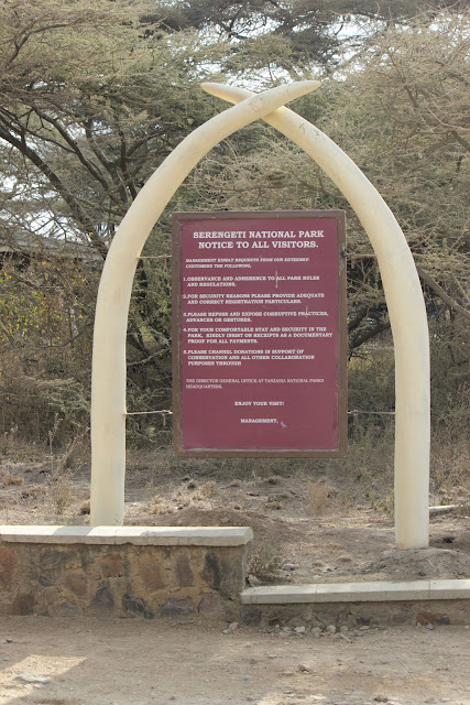 15 días de Safari y playa - Blogs de Tanzania - 1 de agosto de 2012. Lago Manyara y entrada al Serengeti. (6)