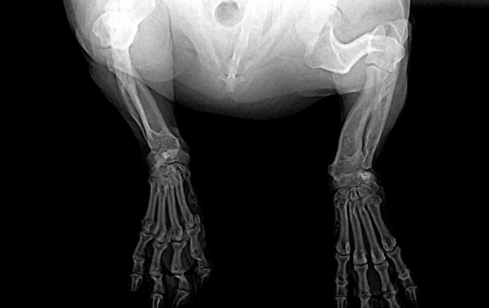 The Long and Short of it All: A Dachshund Dog News Magazine