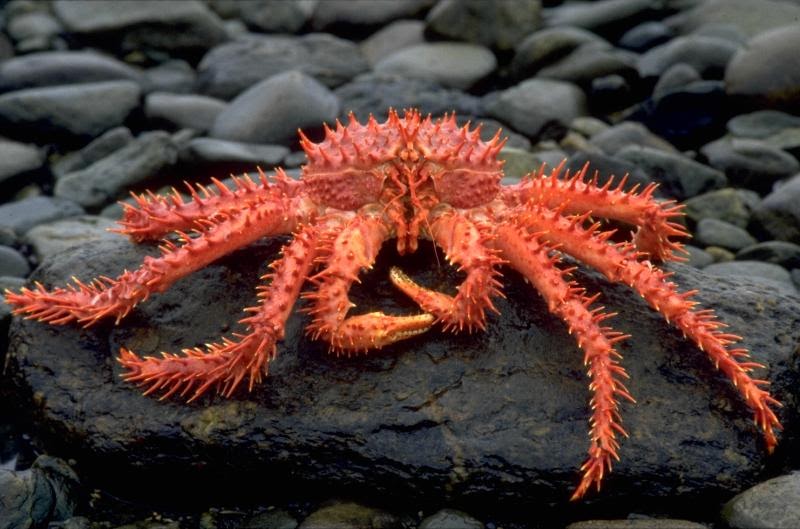 King Crab Animal Wildlife