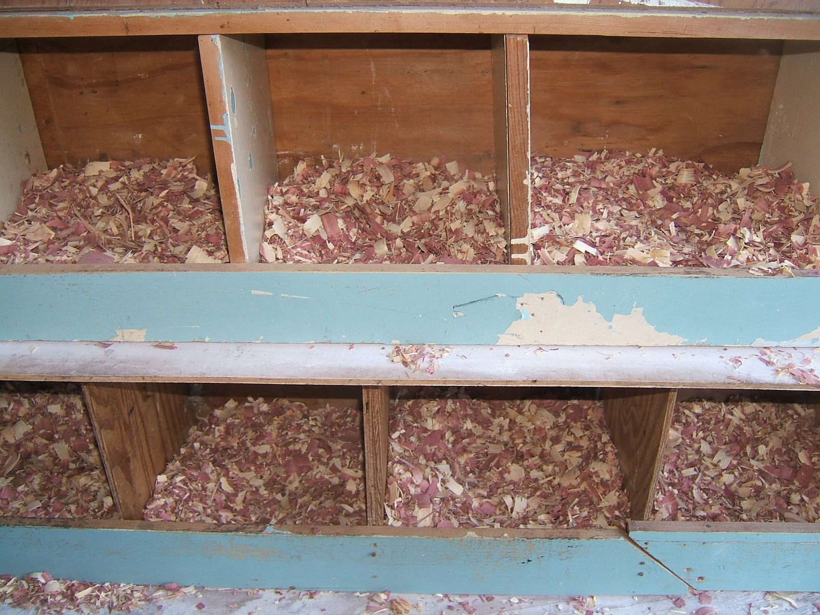 Mites! Community Chickens